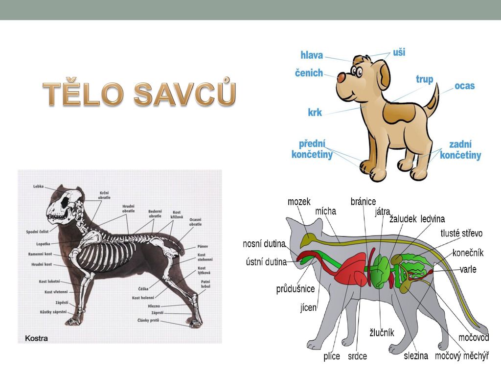 Anotace Program Slou K Procvi Ov N A Opakov N U Iva Ppt St Hnout